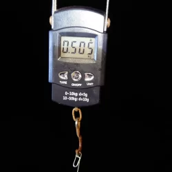 シーズン初イカ