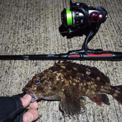 2023/02/24 南港ライトゲーム釣行