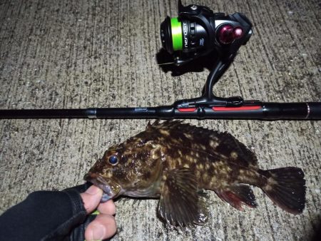 2023/02/24 南港ライトゲーム釣行