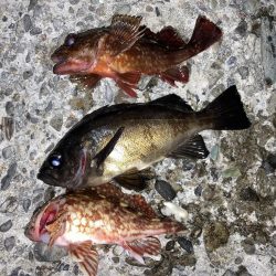 嬉しいメバルにカサゴ7匹！