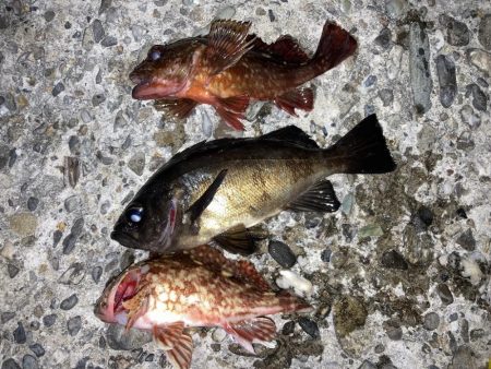 嬉しいメバルにカサゴ7匹！