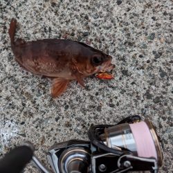 デイメバリング