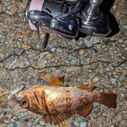 ナイトメバリング