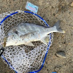 やっぱりチニング！