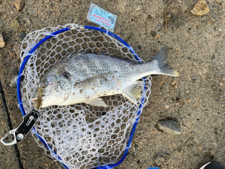 やっぱりチニング！