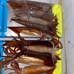 冬のイカメタル