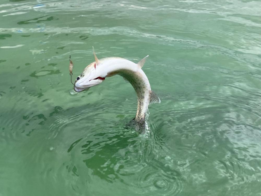 京都府亀岡市　エリアトラウト