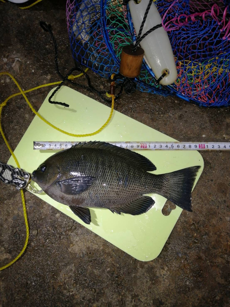 チヌからの挑戦状