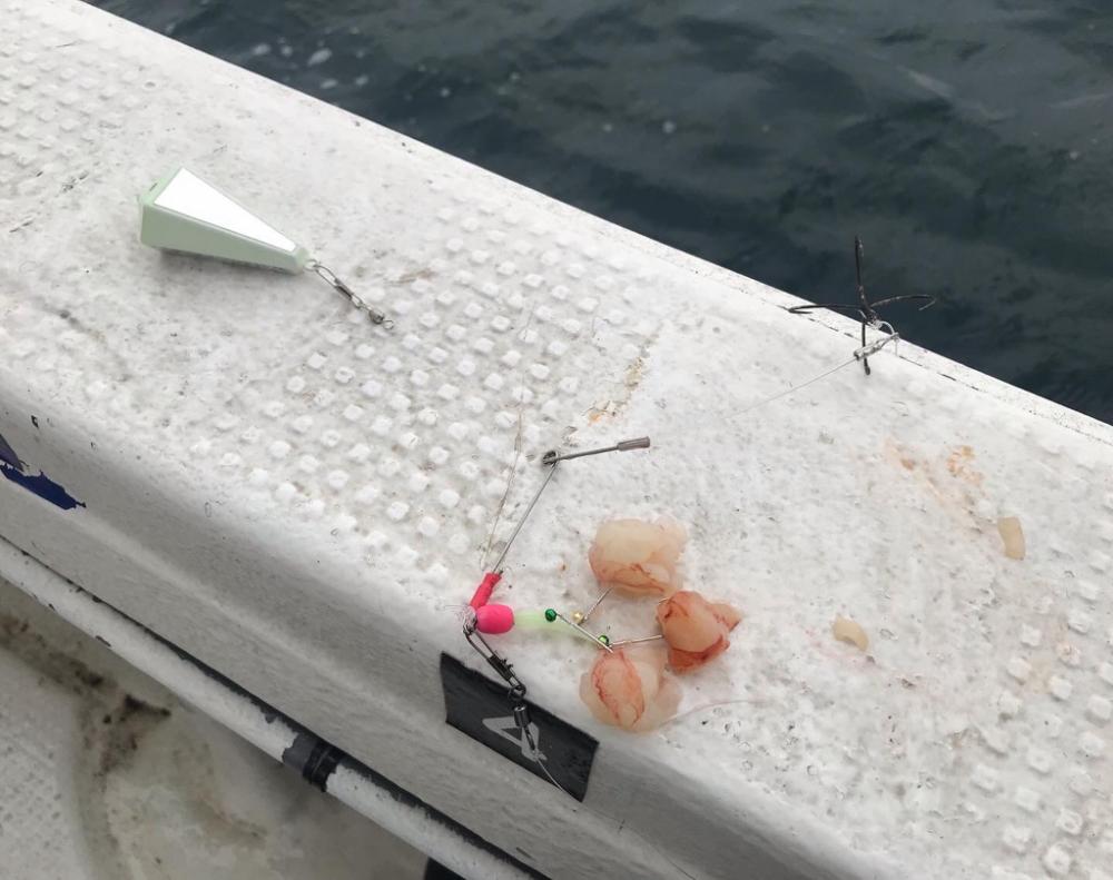 淡路カットウ釣り