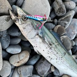 マキマキでサゴシ連発！