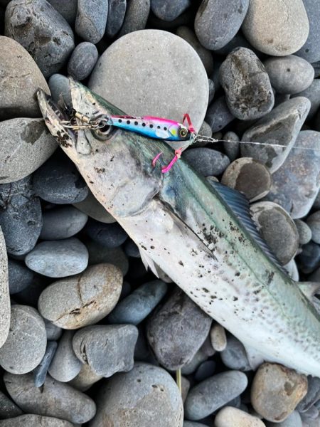 マキマキでサゴシ連発！