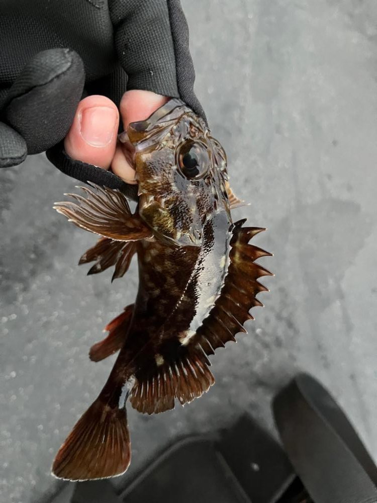 四日市根魚ライトゲーム