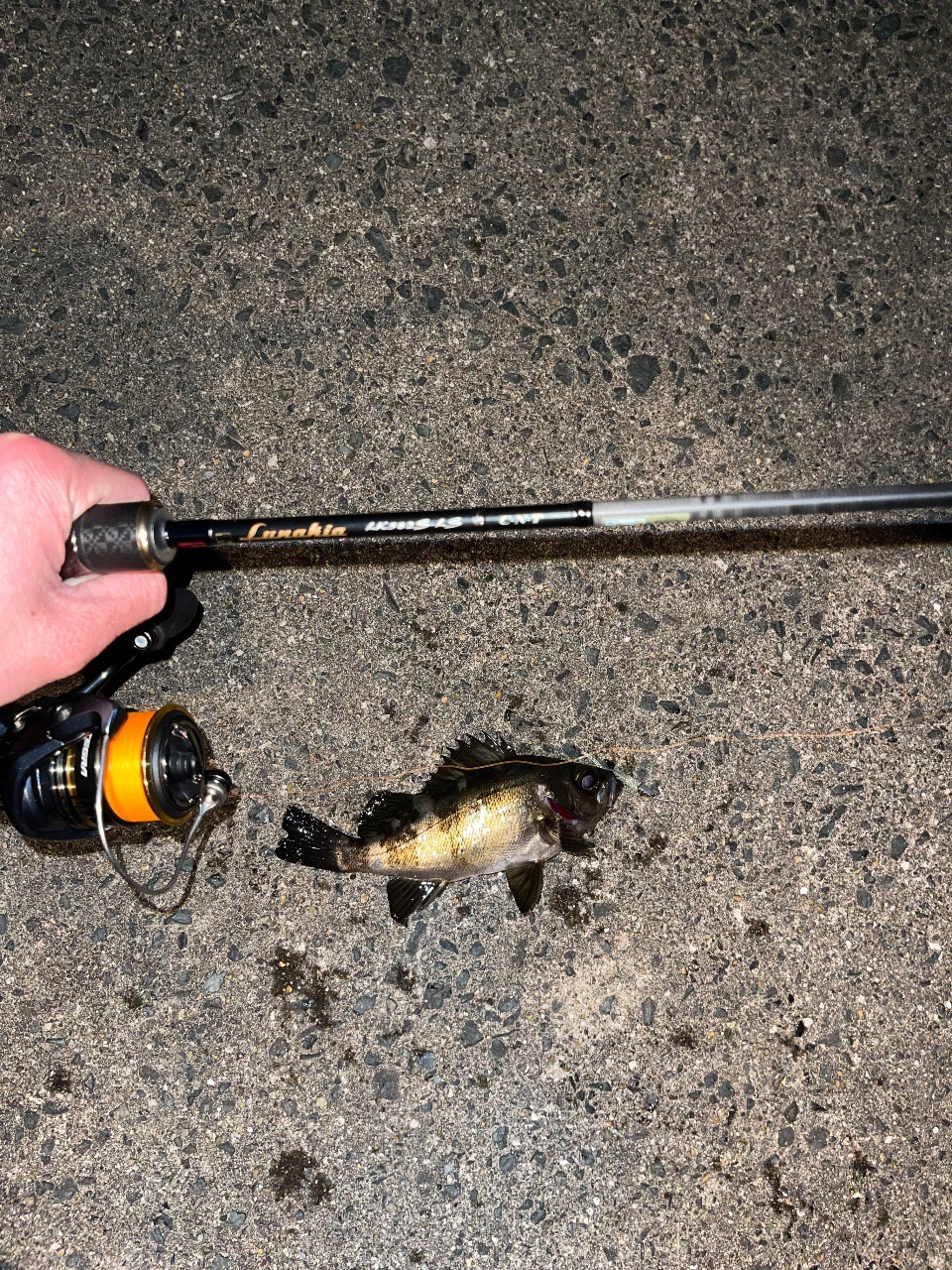 21コルトvsルナキア-徹底比較してみた