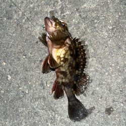 四日市、朝の根魚ライトゲーム