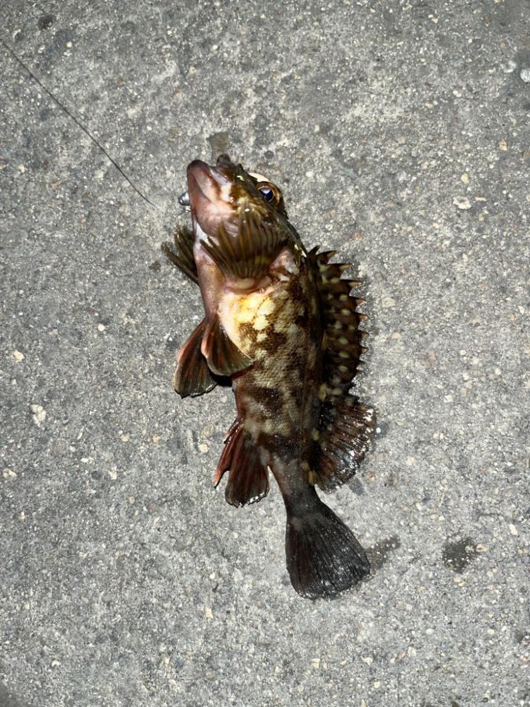 四日市、朝の根魚ライトゲーム