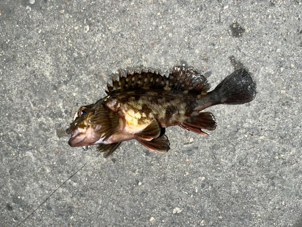 四日市、朝の根魚ライトゲーム