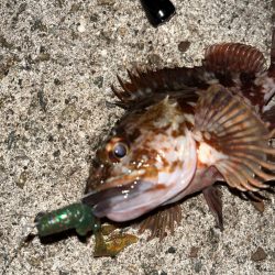 アコウが釣りたい