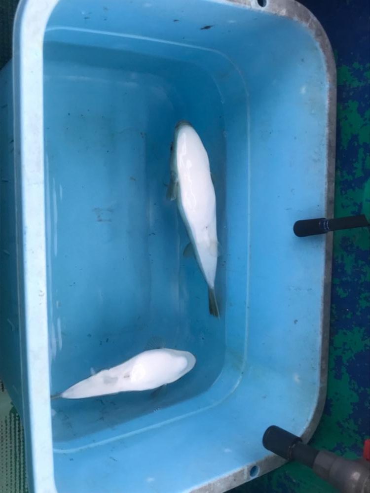 明石カットウフグ釣り