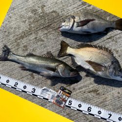 潮の流れもなく風もなくベタ凪の暖かい日