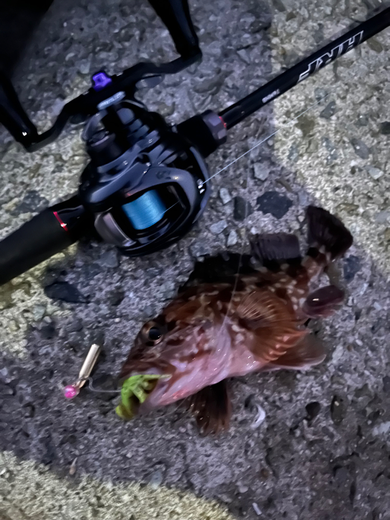 アコウが釣りたい