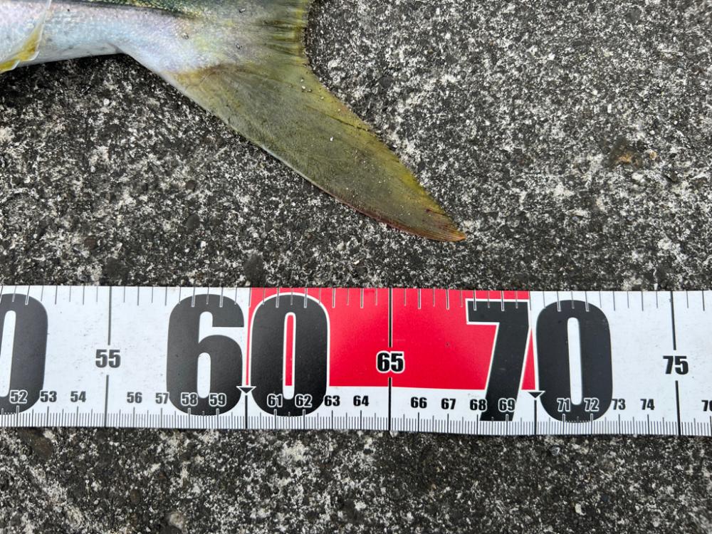 ナブラを追って隣の港まで（笑）