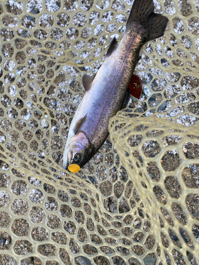 50アップを求めて