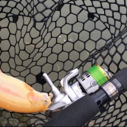 鯵道とファインテールでトラウトツヌケ！