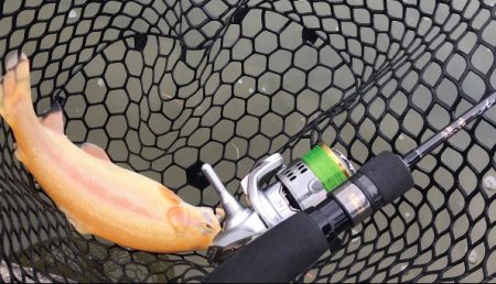 鯵道とファインテールでトラウトツヌケ！