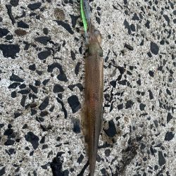 今日もヤリイカ狙ってみます(՞߹ – ߹՞)