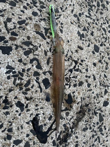 今日もヤリイカ狙ってみます(՞߹ – ߹՞)