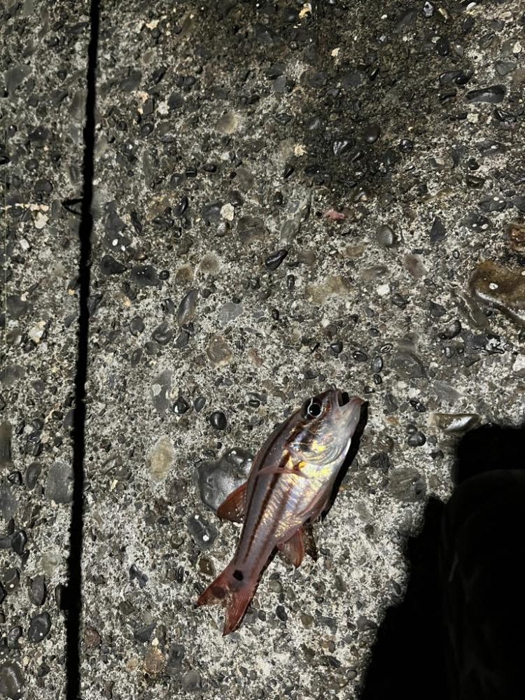 少し遠出ライトゲーム③