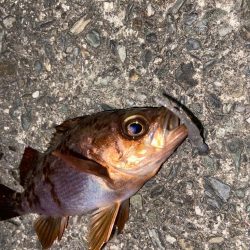 久しぶりのライトゲーム