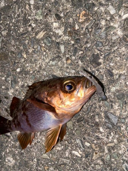 久しぶりのライトゲーム