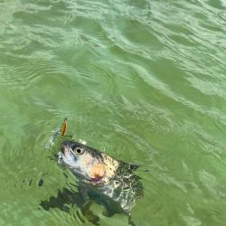 エリアトラウト　底多め