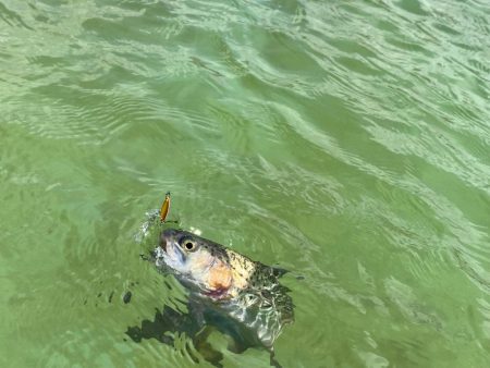 エリアトラウト　底多め