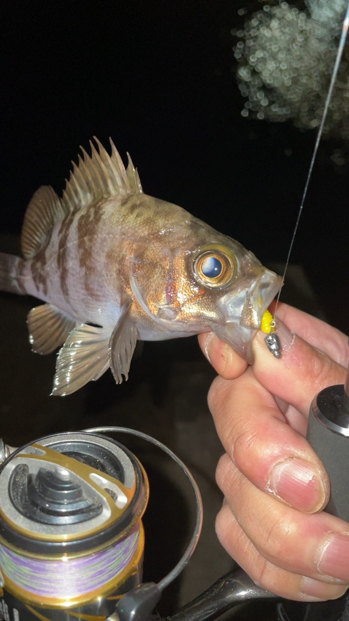 雨のちメバリング♪