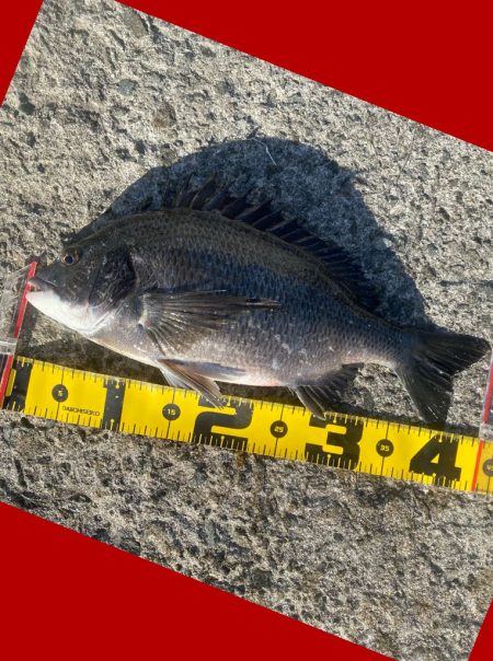 少し寒さもやわらぎ釣り日和。