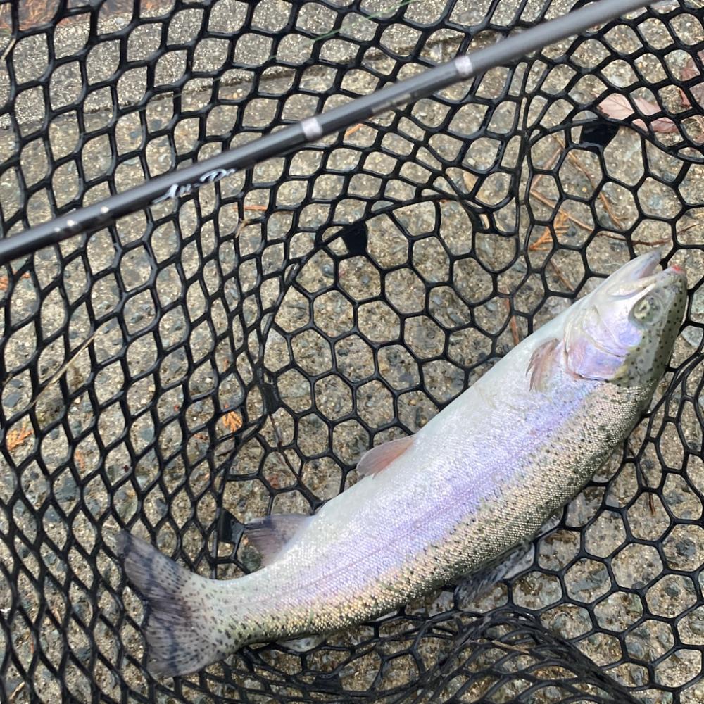 庄原リベンジトラウト無事つ抜け！