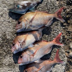 津久見でクロ釣りのはずが😅