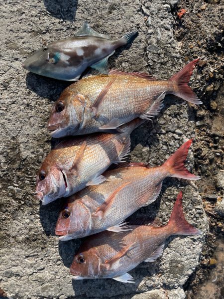 津久見でクロ釣りのはずが😅