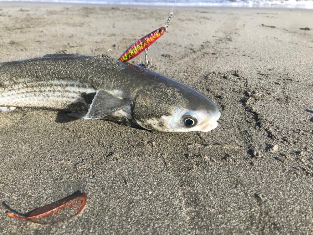 ボウズとサーフとボラ