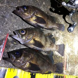 メバリングマラソン