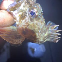 人も寒く釣果も寒く