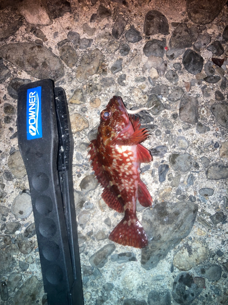 メバリング不発