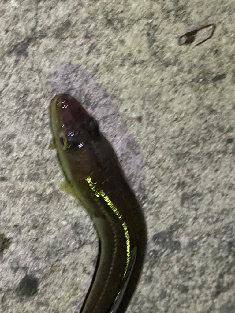 今シーズン初メバルへ