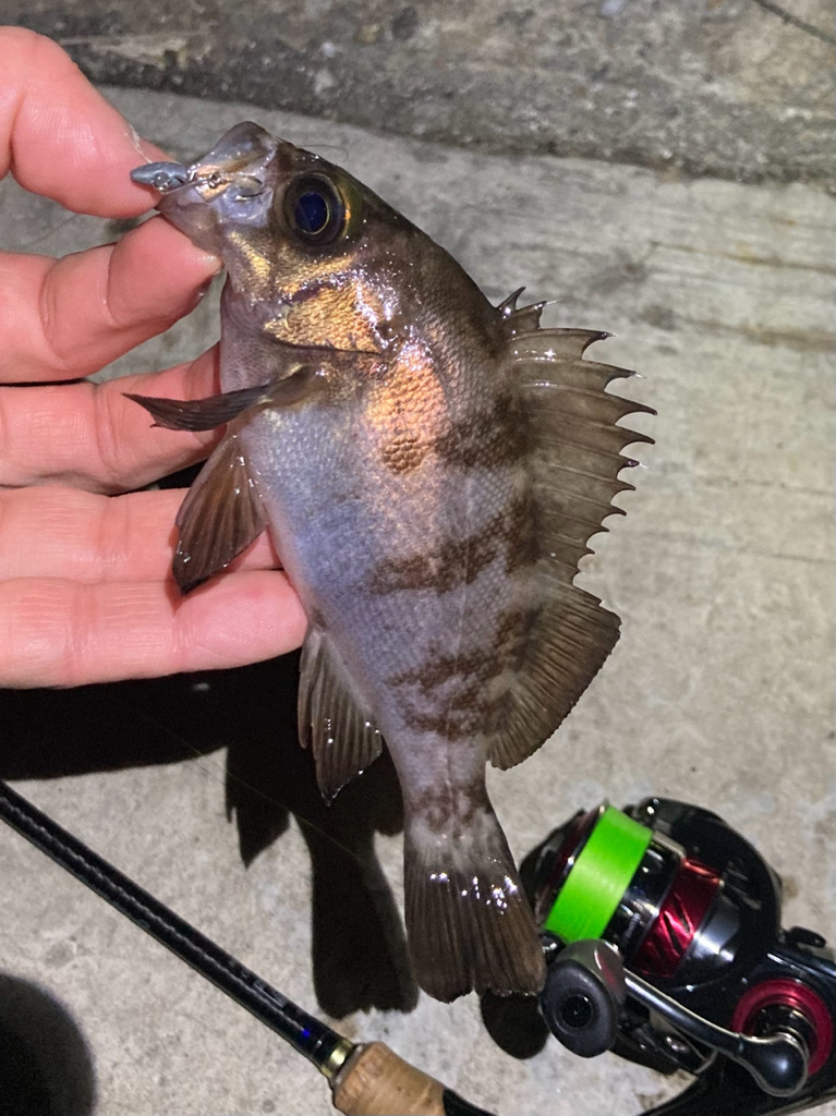 メバルぽろぽろ