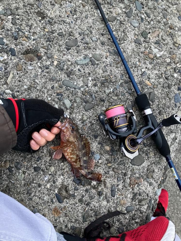 ロックフィッシュゲーム