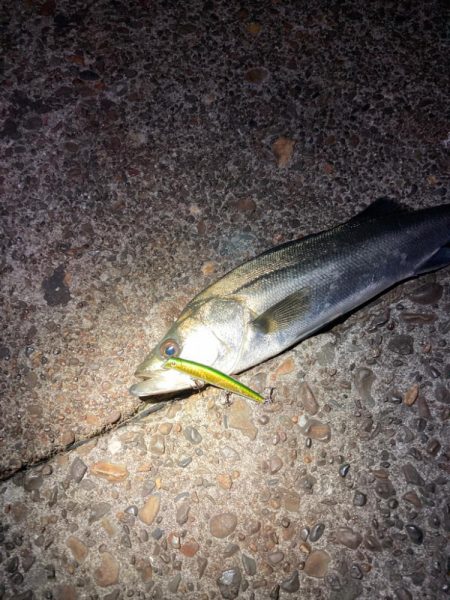 久しぶりの50オーバー