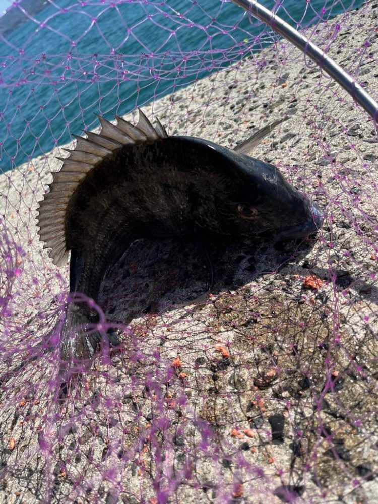 フカセ釣り　ハリス切られまくり