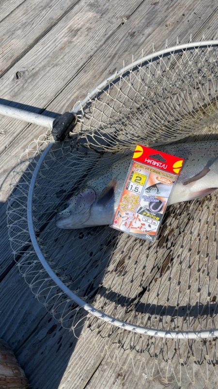 釣堀海恵での釣果